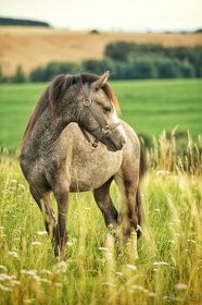 Valach Welsh mountain pony
