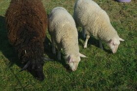 Prodáme 2 jehnice východofríské ovce