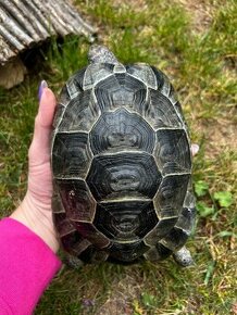 želvu žlutohodnědou (testudo graeca ibera)