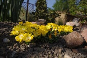 Delosperma - kosmatec bila, zluta, oranzova