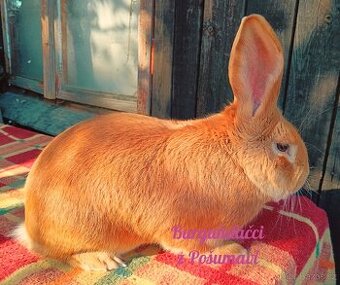 BURGUNDSKÝ králík s PP - SAMCI 🐇🐇🐇 ⭐️⭐️⭐️