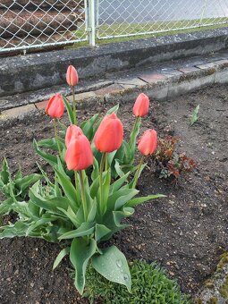 Cibule tulipánů mix barev