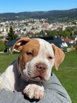 American Bully XL