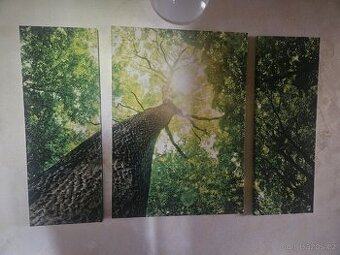 Obraz na plátně strom