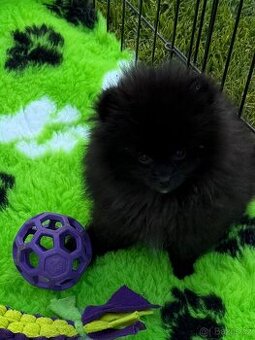 Pomeranian s PP