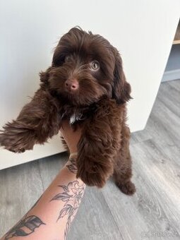 Maltipoo F1