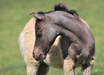 Letošní hřebeček minihorse - MOCCACCINO