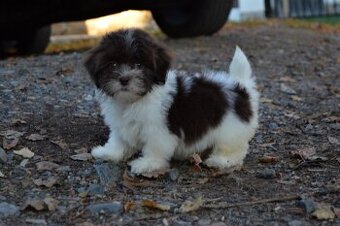 Havanský psík s PP