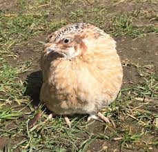 kohoutci křepelky japonské