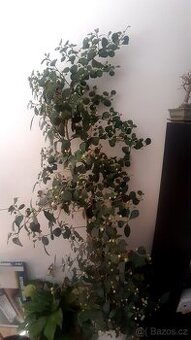 Ficus deltoidea zdravý, krásný, cca 180 cm
