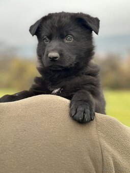 Německý ovčák - štěňátka s PP