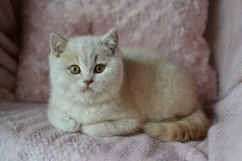 Krásní kocourci k rezervaci s PP