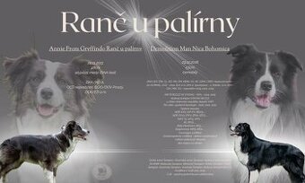 Přijímáme rezervace na štěňata Border Kolie s PP