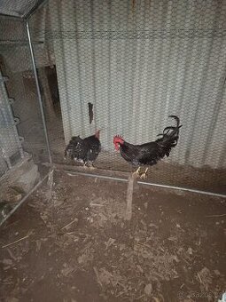 Kohouti vlaška černobílé