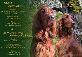 Irský setr štěňata s PP