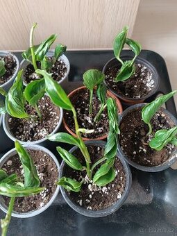 Epipremnun Godzilla - baby rostliny