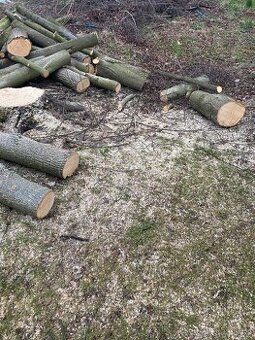 Palivové dřevo – špalky 1m (neštípané)Lípa