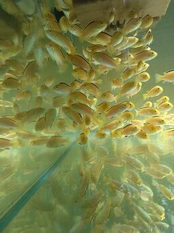 Tlamovec černoploutvý 7 cm