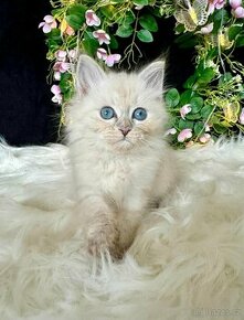 Sibiřská kočka s PP - kocourek Arthas