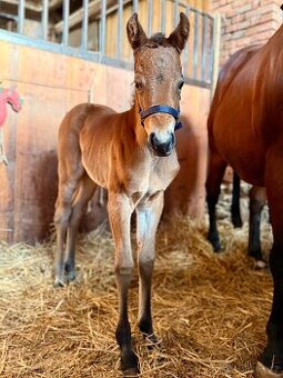 Kobylka Quarter Horse (AQH, QH)