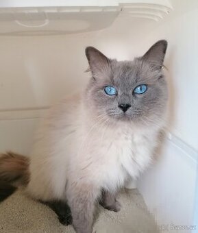 Ragdoll KRYTÍ