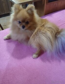 Prodám štěňata pomeranianu