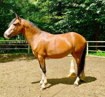 Welsh Pony A