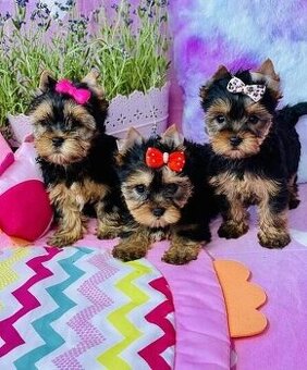 Jorkširsky teriér yorkširsky teriér York