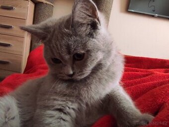 Britská koťátka britské kotě