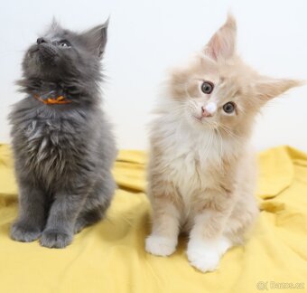 Mainská mývalí, koťata