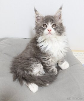 Mainská mývalí, koťata