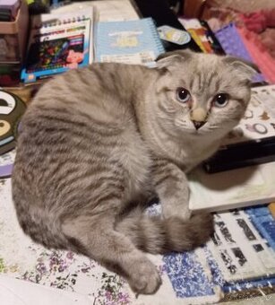 Skotská klapouchá, kotě, kocourek.