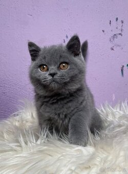 Britská modrá krátkosrstá s pp