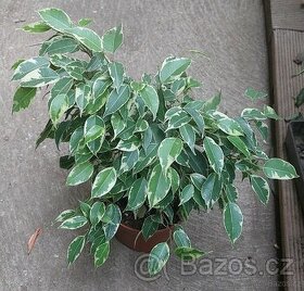Panašovaný fikus Benjamin