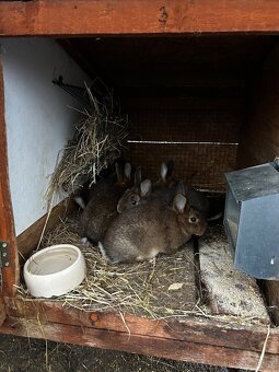 Prodám Králíky na maso a vídeňské