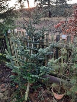 Vánoční jedle a smrk stříbrný