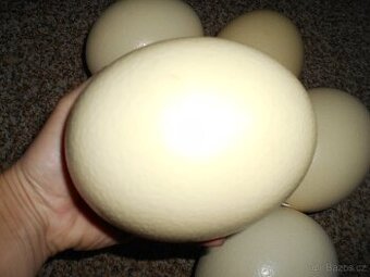 Prodám výfuky vejce pštrosa afrického - 1