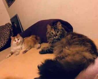 Kočky typu Mainské mývalí bez PP