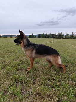 Německý ovčák - fena
