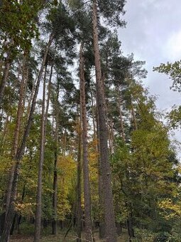 Prodej lesního pozemku v k.ú. Lštění nad Zubřinou
