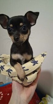 Krásné štěně hledá milující domov ❤️