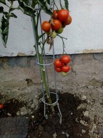 Opora na rajčata - 1