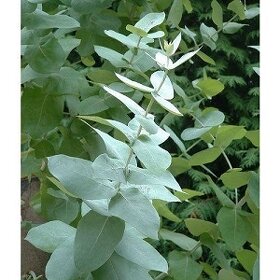 Blahovičník - Eucalyptus Gunnii (rostliny) Léčivka