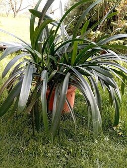 Klívie, Clivia oranžově kvetoucí - 1