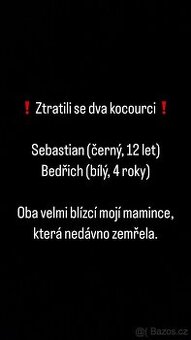 Hledám Kocoury
