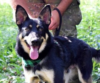 JANOT K ADOPCI - 1 ROK, MILÝ, PŘÁTELSKÝ