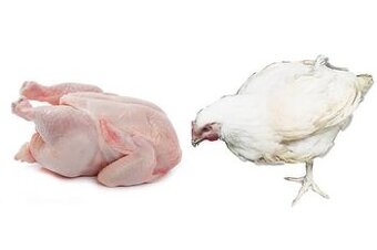 Brojlerová kuřata - živá nebo v kuchyňské úpravě