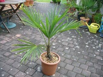 Palma Trachycarpus fortunei - 1