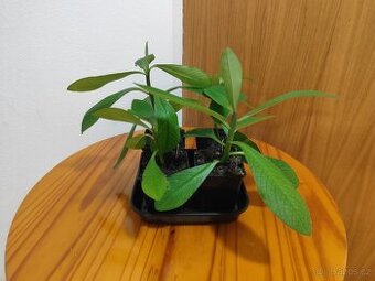 Gumovník Euphorbia umbellata