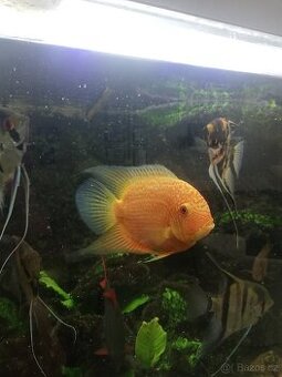 Heros severum super Red